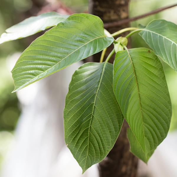 Mitragyna speciosa