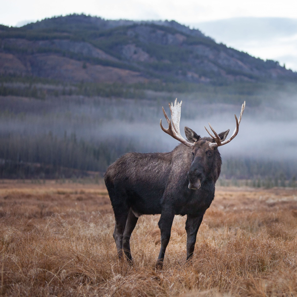Moose