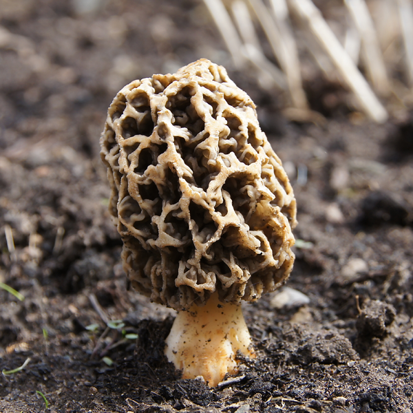 Morchella logo