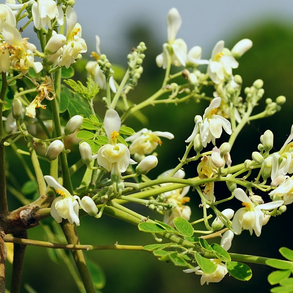 Moringa oleifera