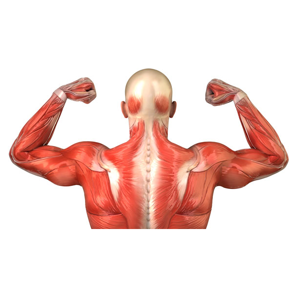 Muscle contraction logo