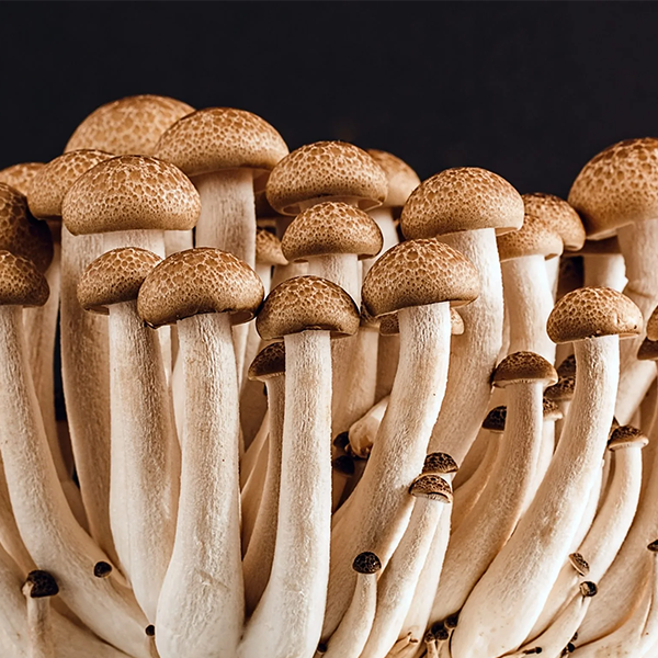 Mushroom