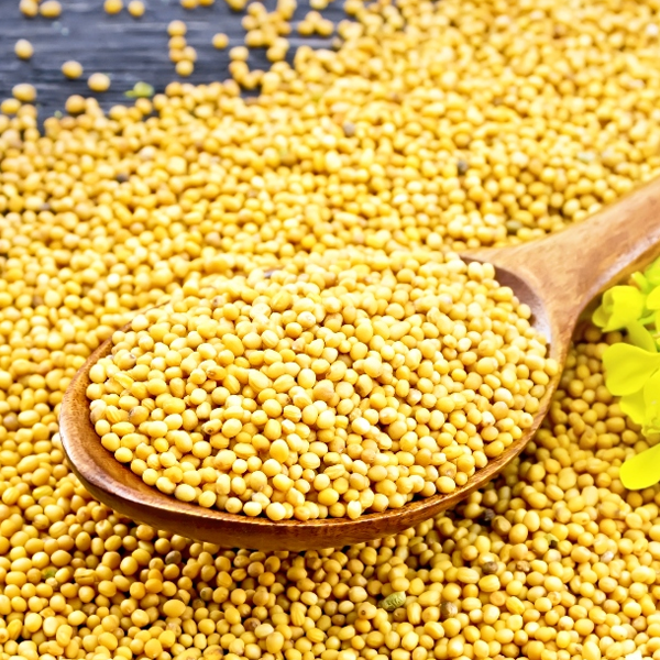 Mustard seed logo