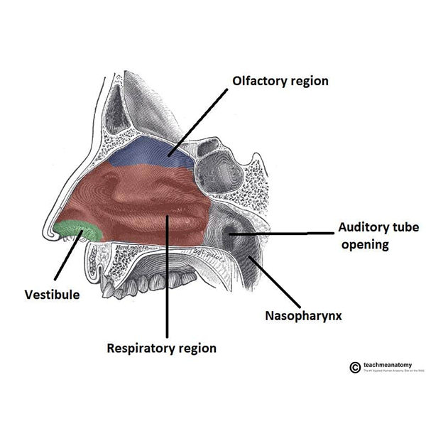 Nasal cavity logo