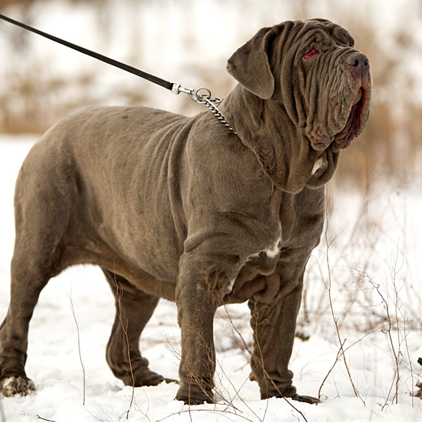 Neapolitan Mastiff