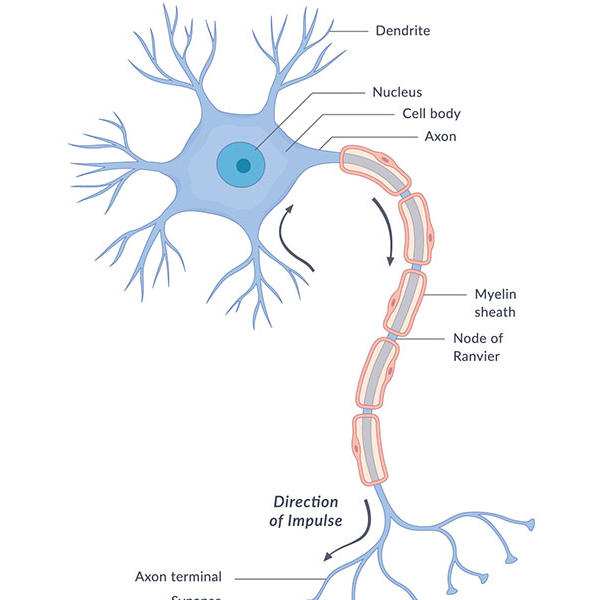 Nervous system logo