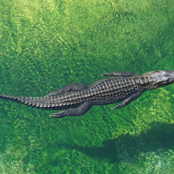 Nile crocodile logo