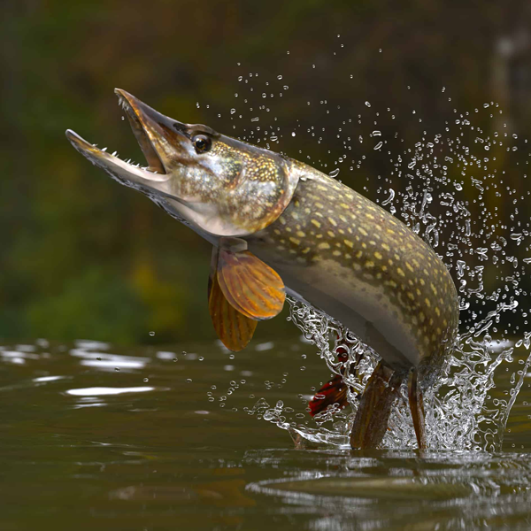 Northern pike