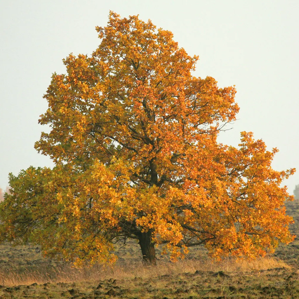 Oak logo
