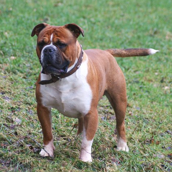 Old English Bulldog logo