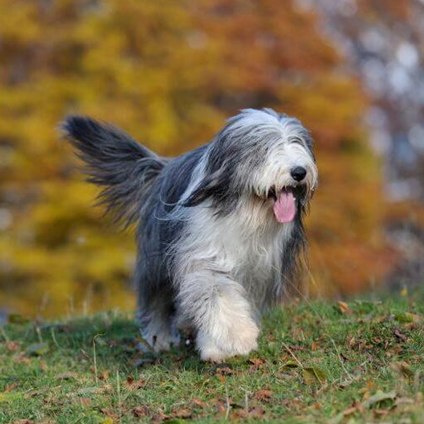 Old English Sheepdog