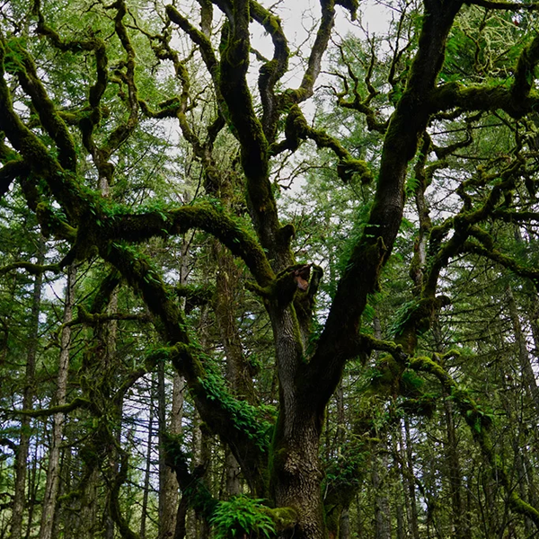 Old-growth forest logo
