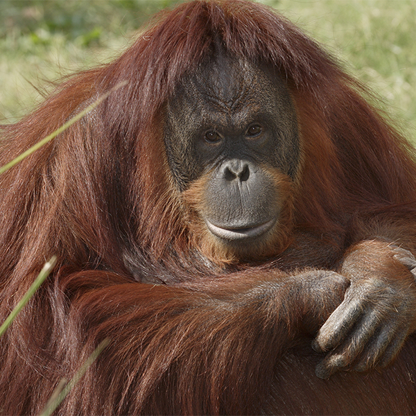 Orangutan logo