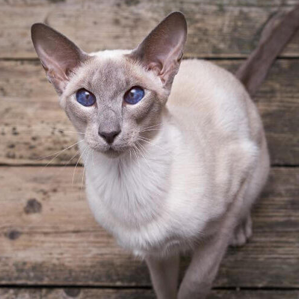 Oriental Shorthair logo