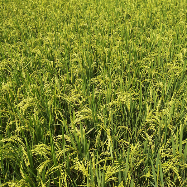 Oryza sativa