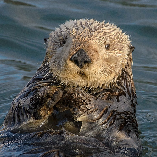 Otter logo