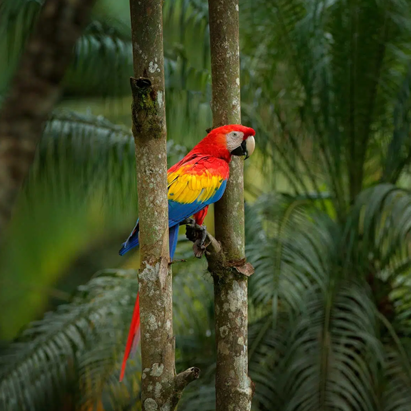 Parrot logo