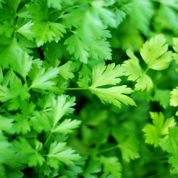 Parsley