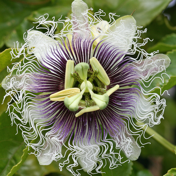 Passiflora edulis