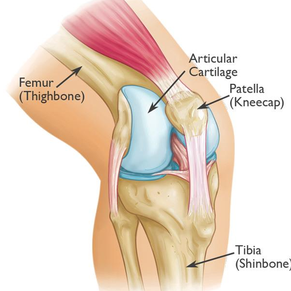 Patella logo