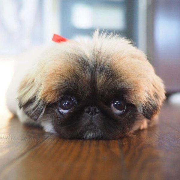 Pekingese