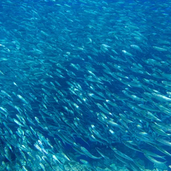 Pelagic fish logo
