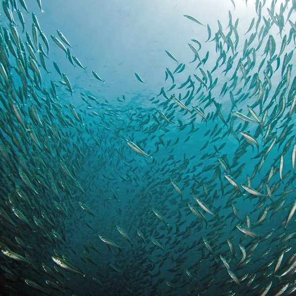 Pelagic logo