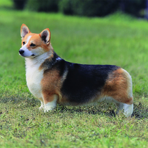 Pembroke Welsh Corgi