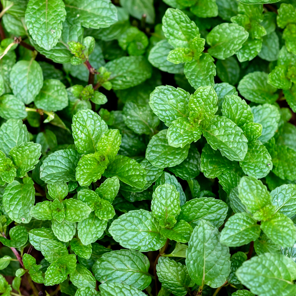 Peppermint