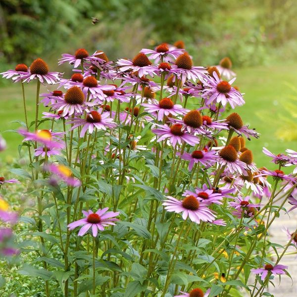 Perennial plant logo