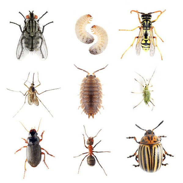 Pest (organism) logo