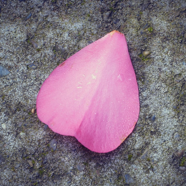 Petal logo