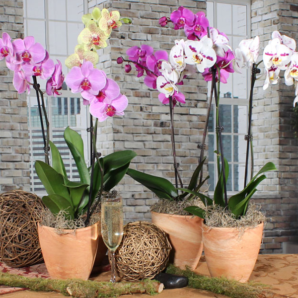 Phalaenopsis