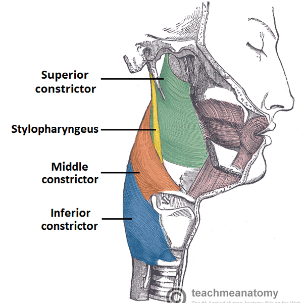 Pharynx logo