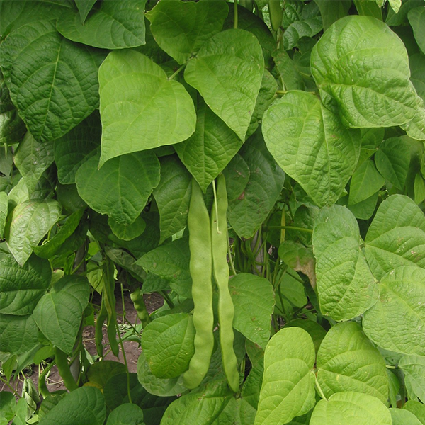 Phaseolus vulgaris logo