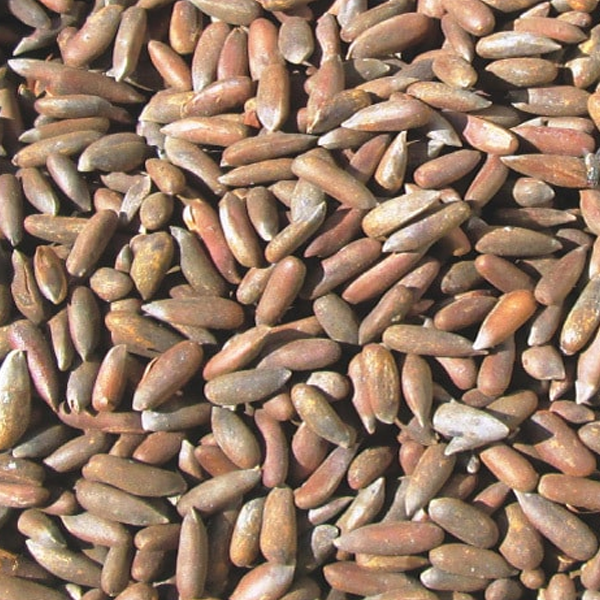 Pine nut