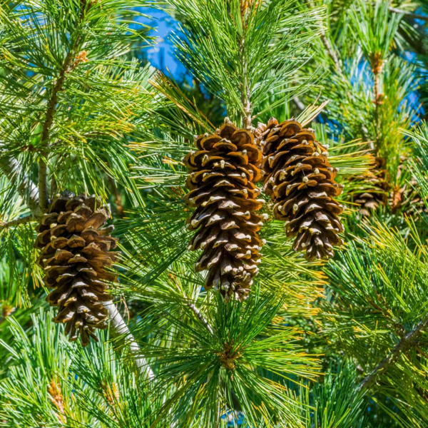 Pine logo