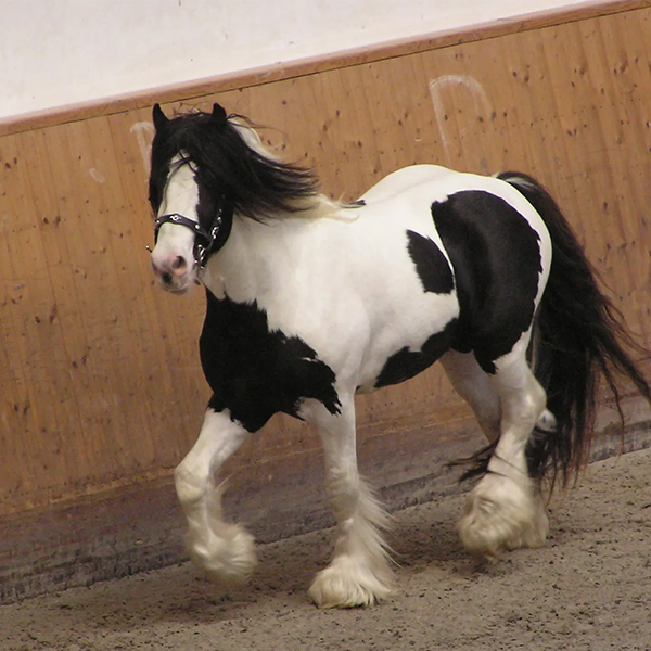Pinto horse logo