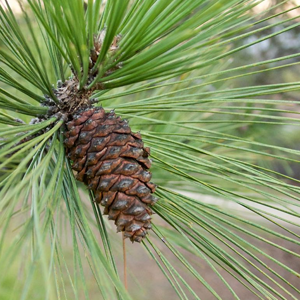 Pinus ponderosa