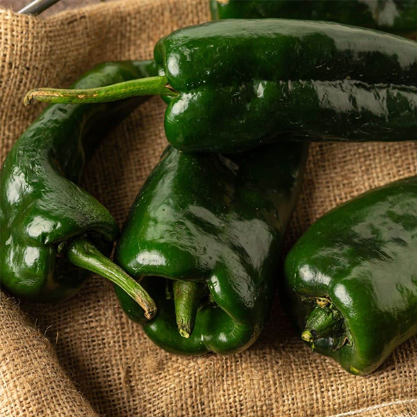 Poblano