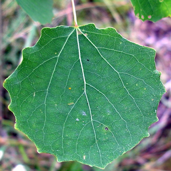 Populus