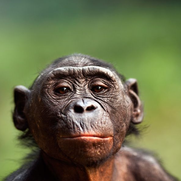 Primate logo