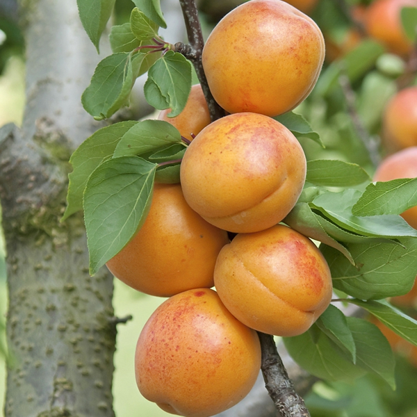 Prunus armeniaca