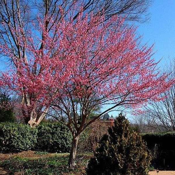 Prunus mume