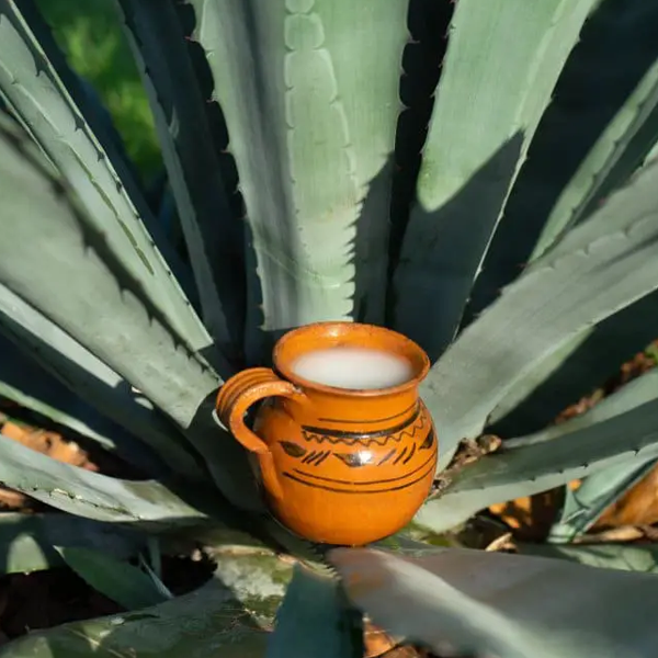 Pulque