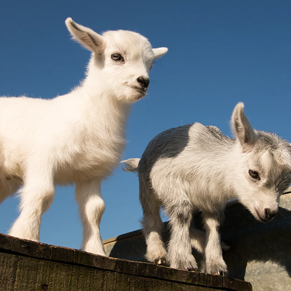 Pygmy goat logo