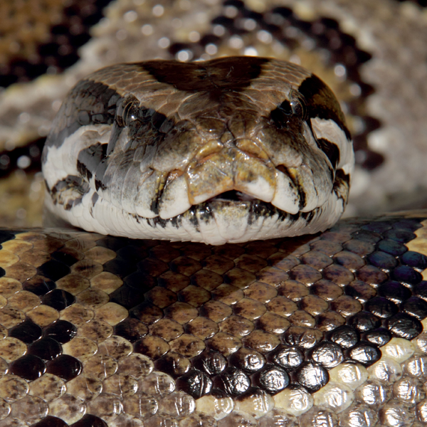 Python (genus) logo