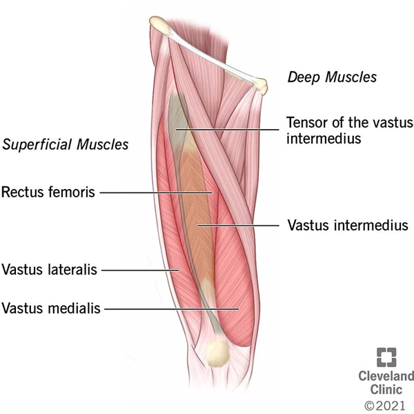 Quadriceps femoris muscle logo