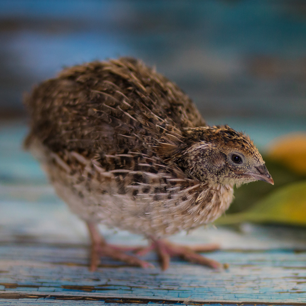 Quail logo