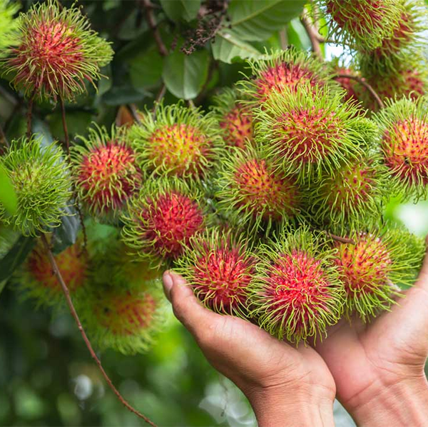 Rambutan